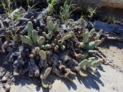 Opuntia basilaris brachyclada