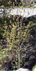 Acer negundo interius