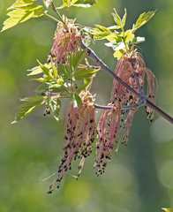 Acer negundo interius