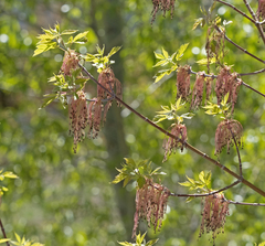 Acer negundo interius