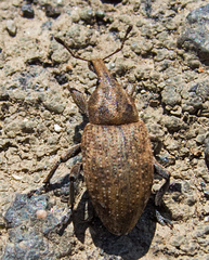 Lepyrus capucinus