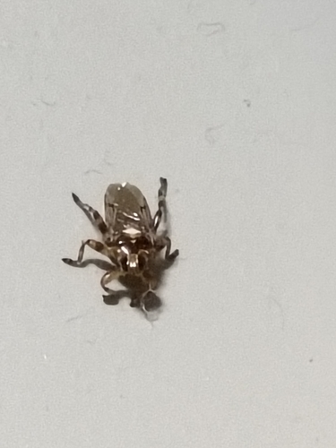 Hippobosca longipennis