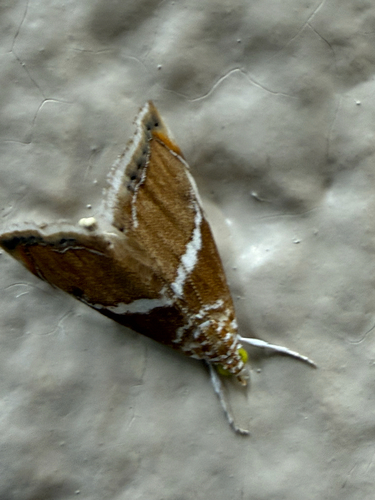 White-trimmed Abegesta photo 5