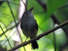 Oncostoma cinereigulare