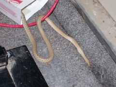 Platyceps rhodorachis