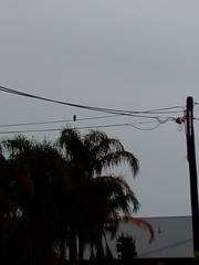 Acridotheres tristis