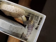 Platyceps rhodorachis