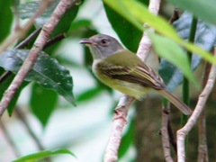 Oncostoma cinereigulare