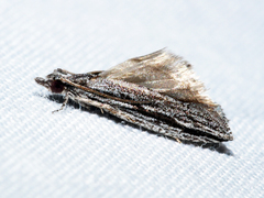 Hermenias rivulifera