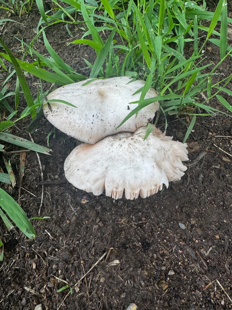 scaly shield · July 2026 · photo: Photo: (c) The Earthmonk Journal, some rights reserved (CC BY) · iNaturalist