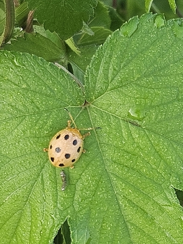 Oides decempunctata