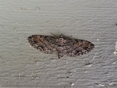 Eupithecia graefii