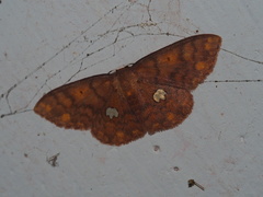 Discoglypha locupletata