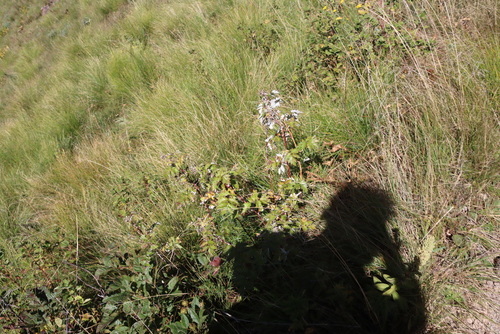 Rubus ludwigii, photograph 1