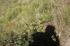 Rubus ludwigii, photograph (c) Tony Rebelo, some rights reserved (CC BY-SA)