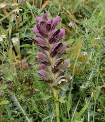 Acanthus syriacus
