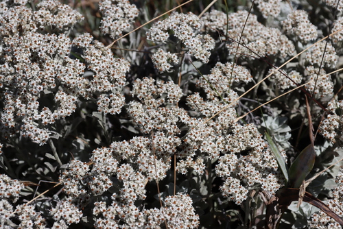 Helichrysum sutherlandii, photograph 5