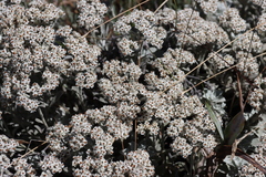 Helichrysum sutherlandii, photograph (c) Tony Rebelo, some rights reserved (CC BY-SA)