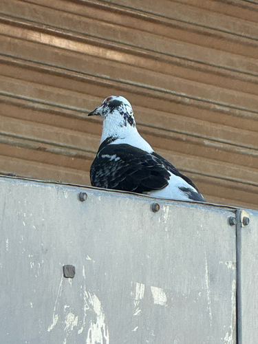 Feral Pigeon