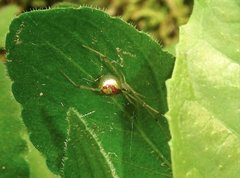 Thwaitesia glabicauda