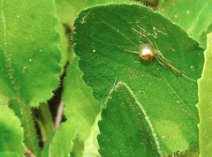 Thwaitesia glabicauda