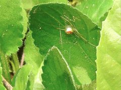 Thwaitesia glabicauda