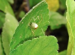 Thwaitesia glabicauda