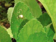 Thwaitesia glabicauda