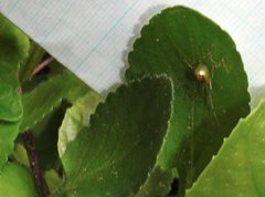 Thwaitesia glabicauda