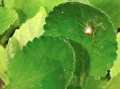 Thwaitesia glabicauda