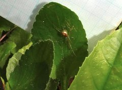 Thwaitesia glabicauda