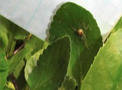 Thwaitesia glabicauda