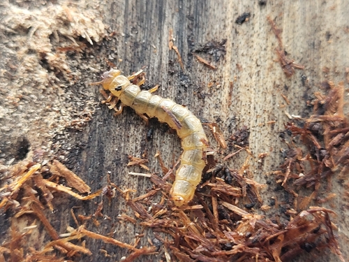 Cucujus cinnaberinus