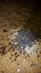 Anaxyrus microscaphus