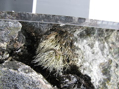 Usnea sphacelata