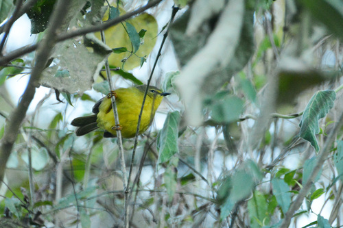 Two-banded Warbler (Myiothlypis bivittata), photo 5