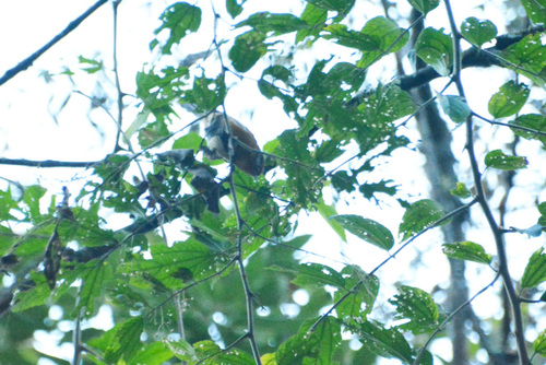 Rusty-browed Warbling Finch (Microspingus erythrophrys), photo 3