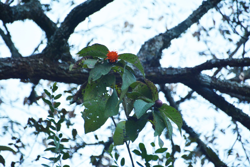 Cnicothamnus lorentzii, photograph 3