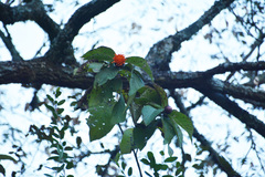 Cnicothamnus lorentzii, photograph (c) Tomás Carranza Perales, some rights reserved (CC BY)