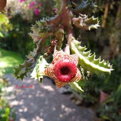 Huernia zebrina