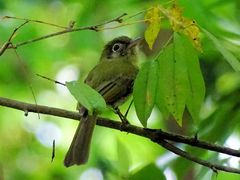 Rhynchocyclus brevirostris