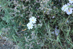 Cistus × skanbergii