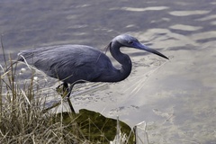Egretta caerulea × tricolor