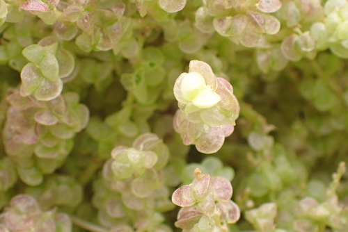 Foothill Beargrass