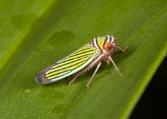Tylozygus fasciatus image