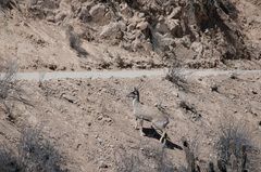 Hippocamelus antisensis