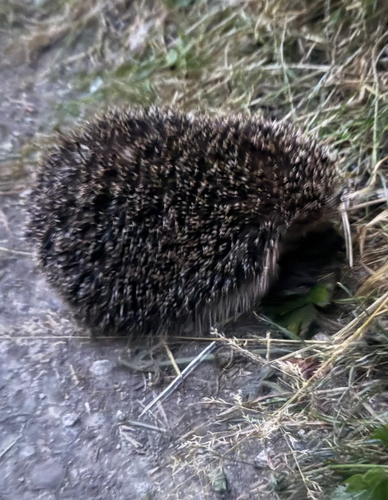 Common Hedgehog