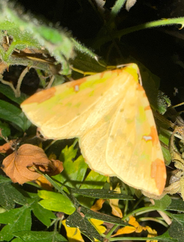 Brimstone Moth