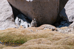 Auliscomys boliviensis