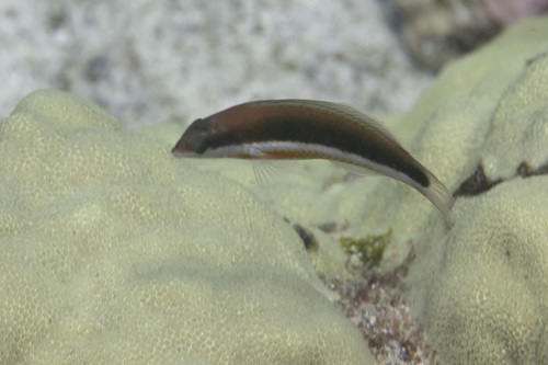 Saddle Wrasse